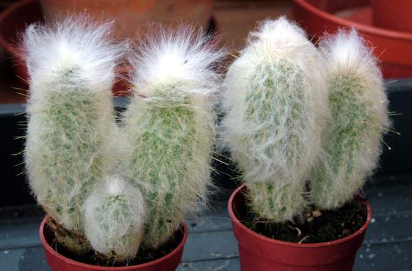 آستروسفالسروس دیبوسکی